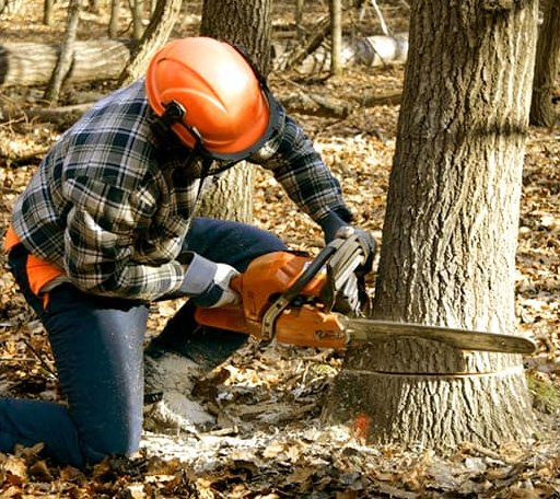 Tree Removal in Eleanor, WV